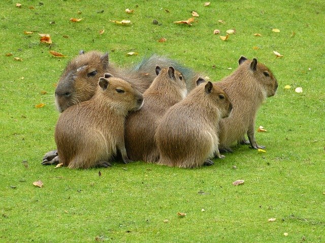 mlÃ¡Äata kapybary