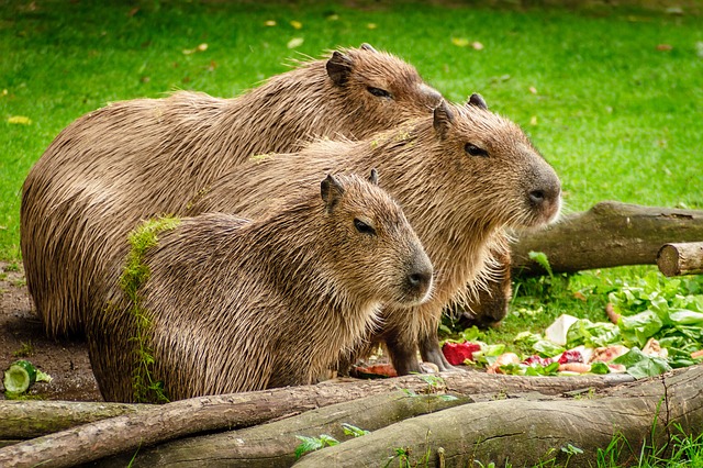 tÅ™i kapybary