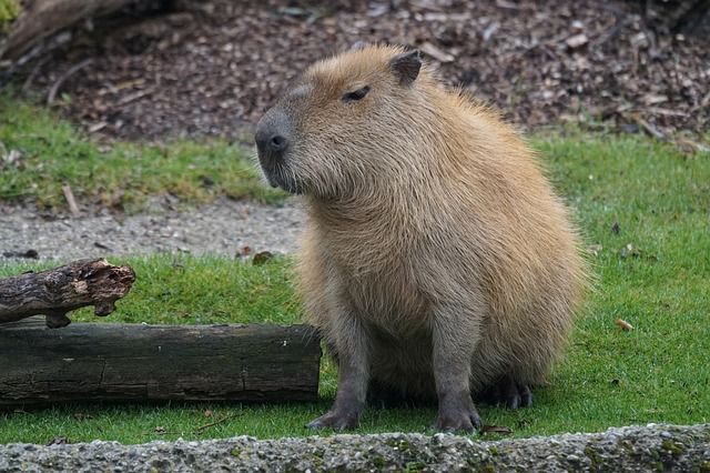 sedÃ­cÃ­ kapybara